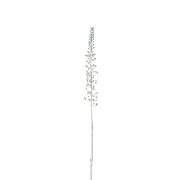 Eremurus Bud White Wash