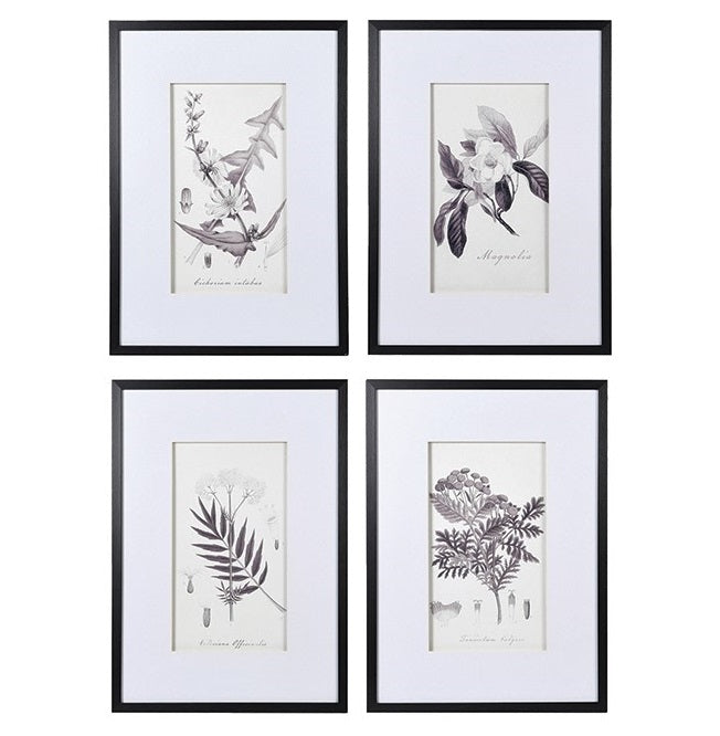 Set of 4 Botanical Pictures