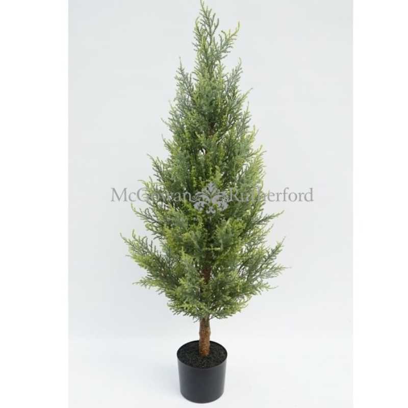 Large Potted Conifer Tree