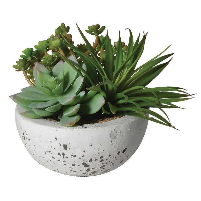 Assorted Green Succulents in Bowl